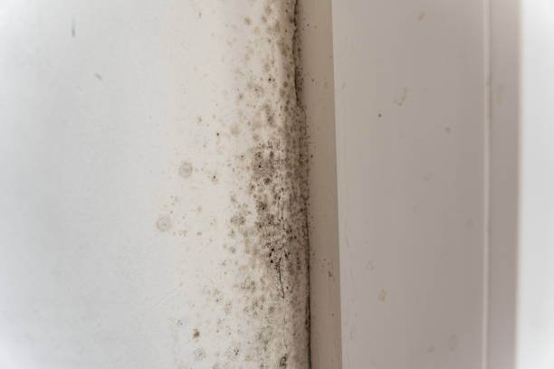 Trusted Munsey Park, NY Mold Removal Experts